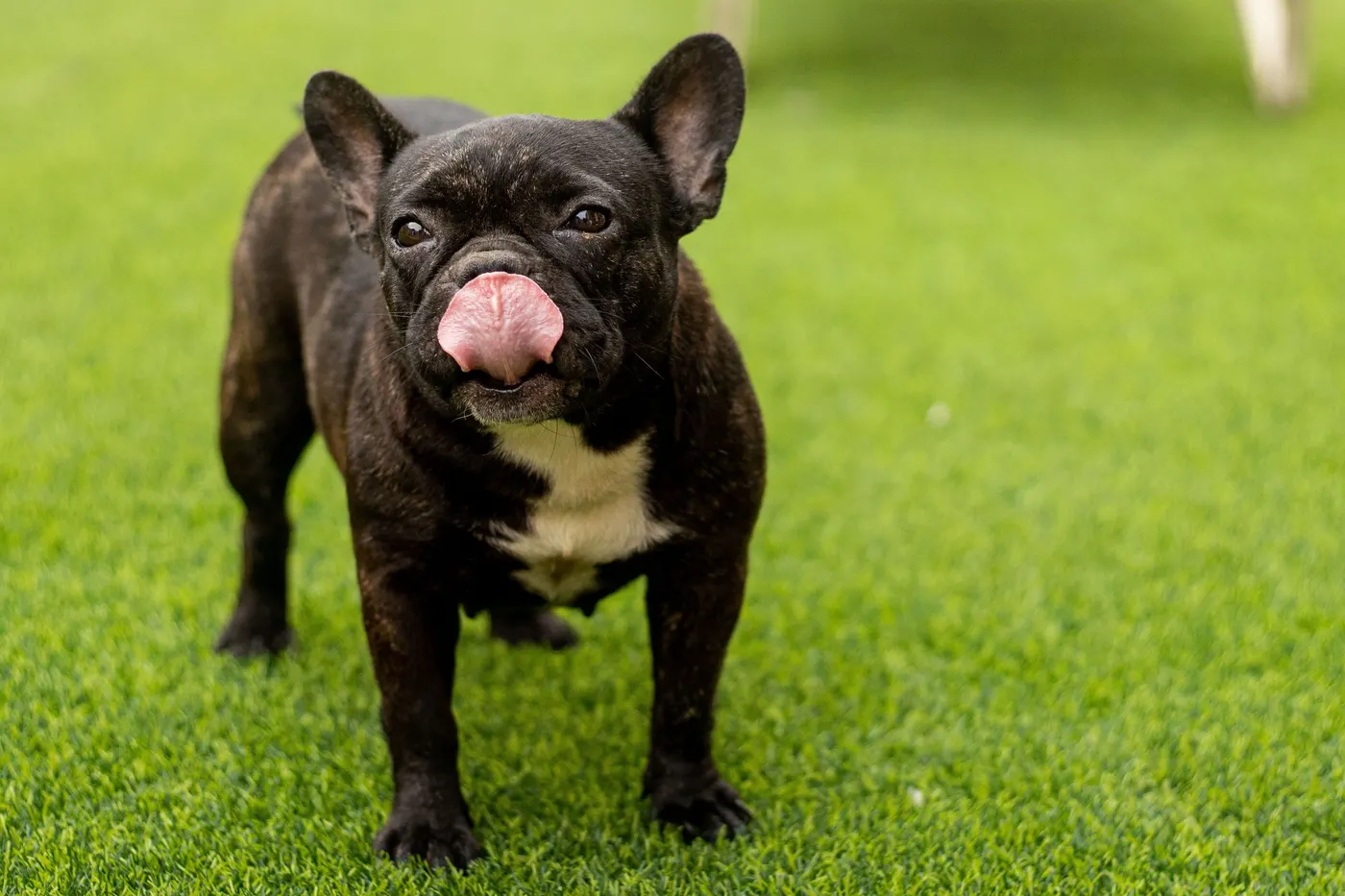 French Bulldog standing on a level artificial turf lawn